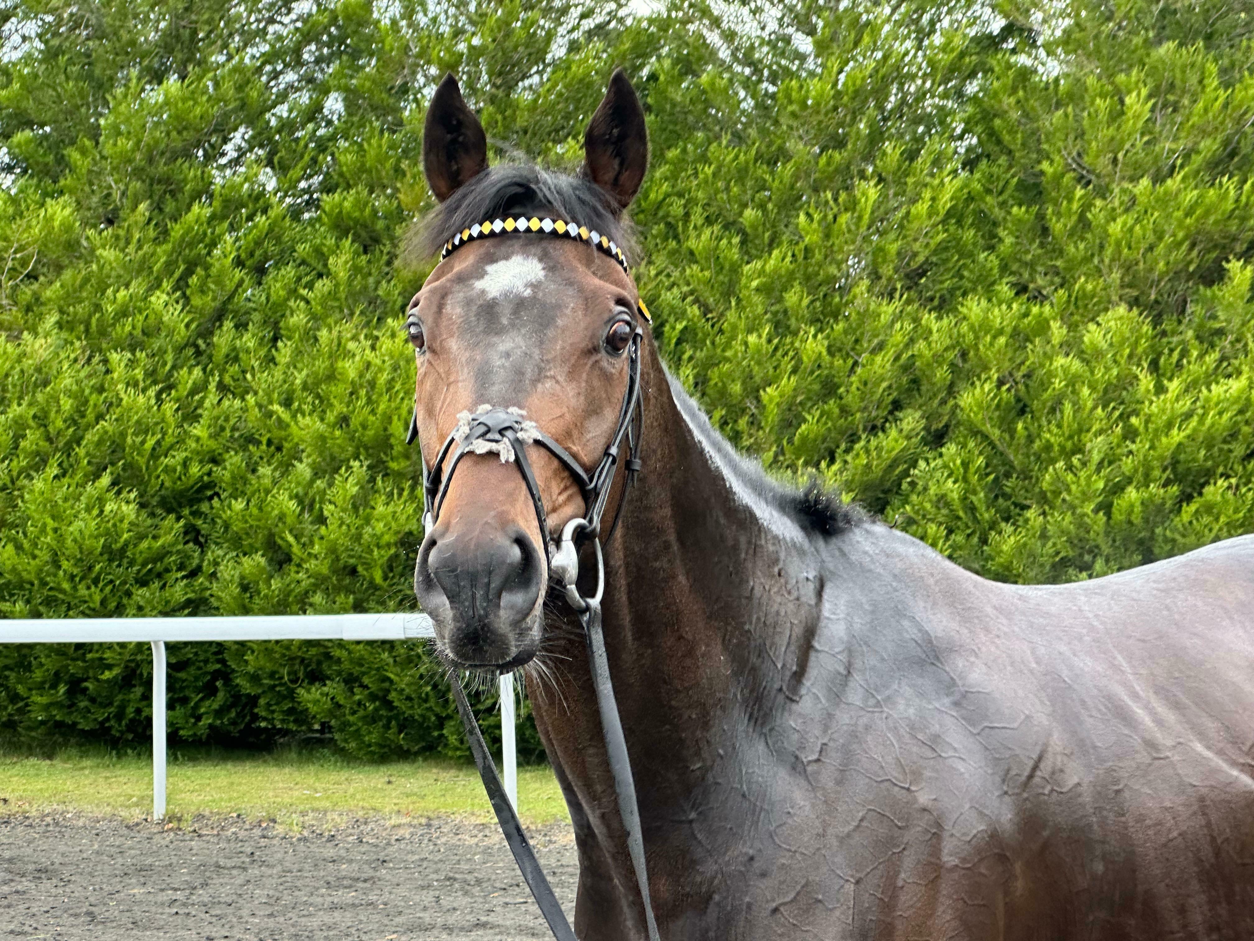 Robusto bounces back to form