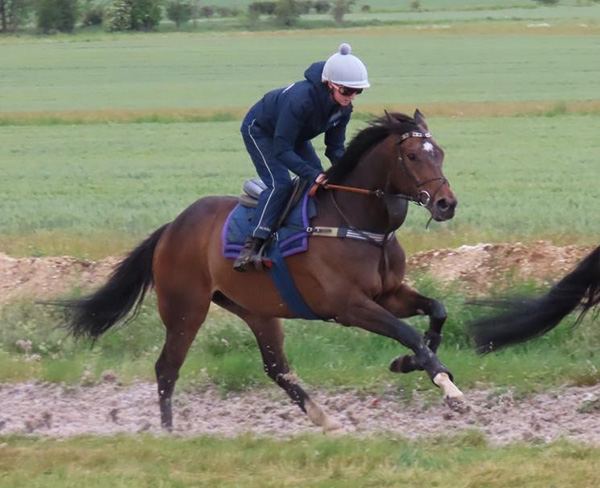 Robusto makes a return to the turf tonight