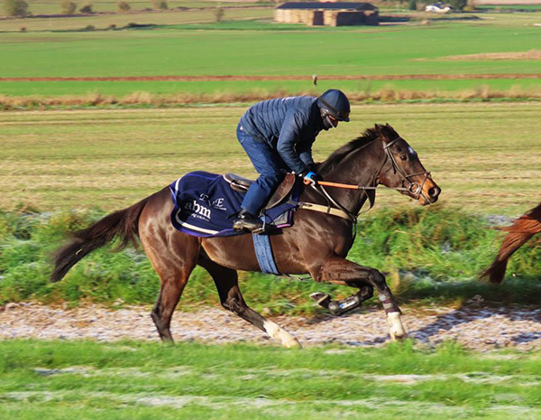 Robusto wins impressively on turf