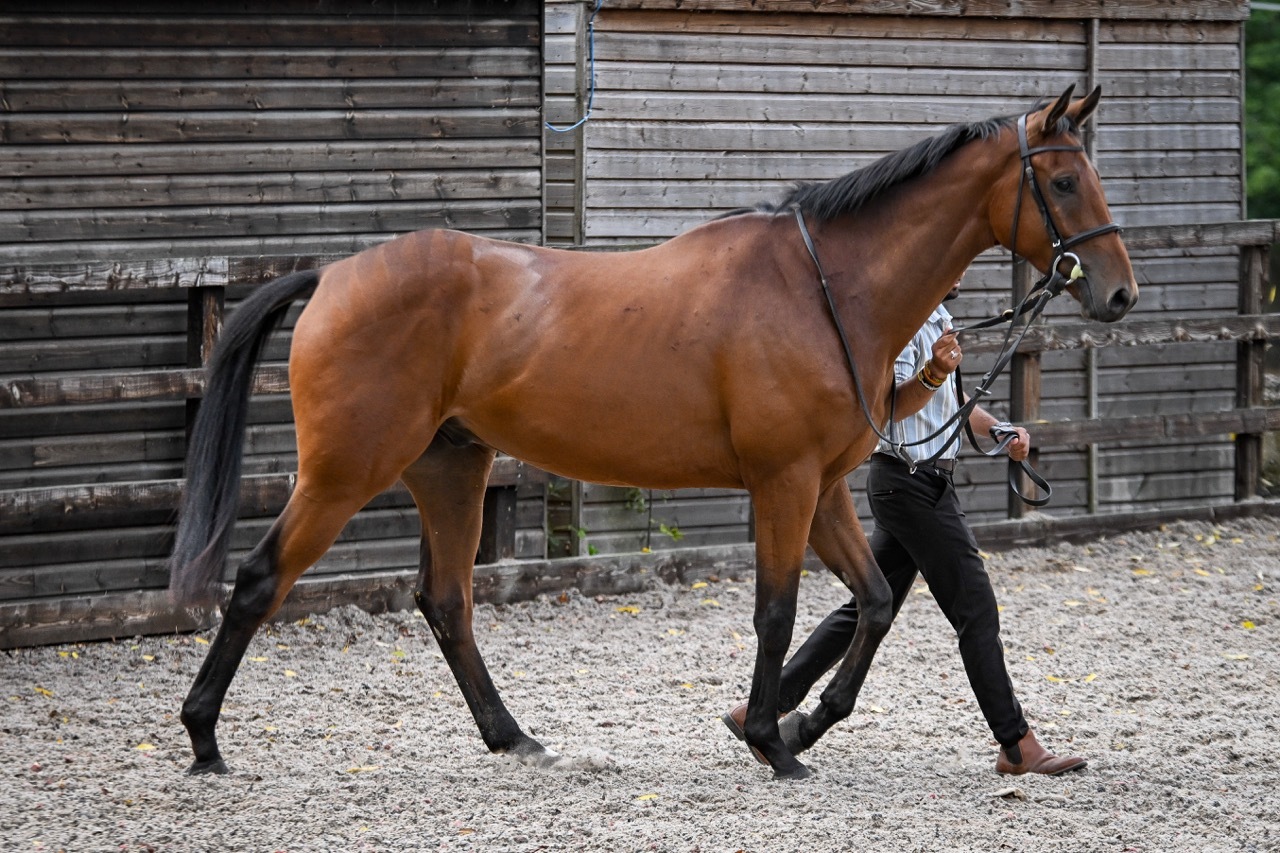 Sea Tempest makes his debut tomorrow at Southwell