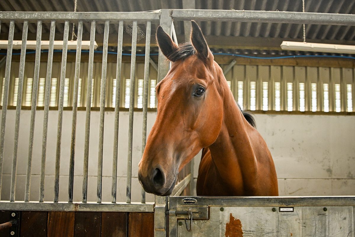 Sea Tempest makes his second start