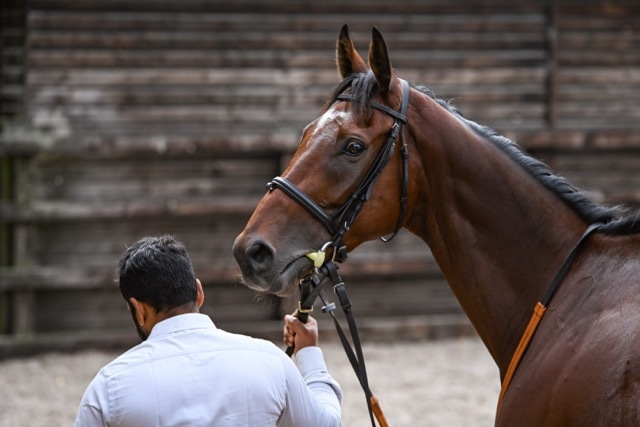 Sea Tempest set to make his debut next week