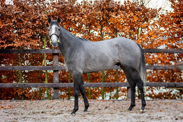 Spaceport makes his hurdles debut for RaceShare100!