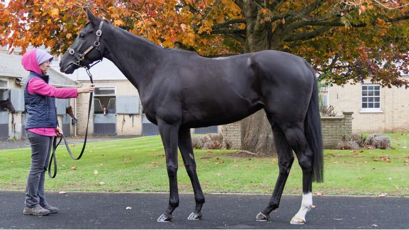 Suzuka prepares to make her RaceShare debut