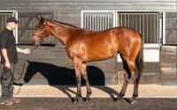 Tattersalls Book 1: Where Europe’s Best Bloodstock Meets the World’s Biggest Buyers