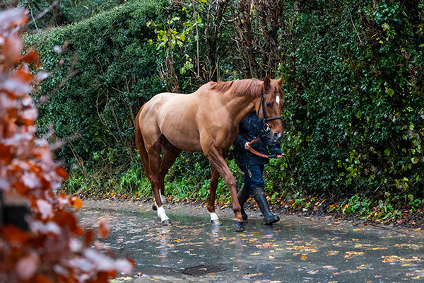 The Costs of Owning a Racehorse