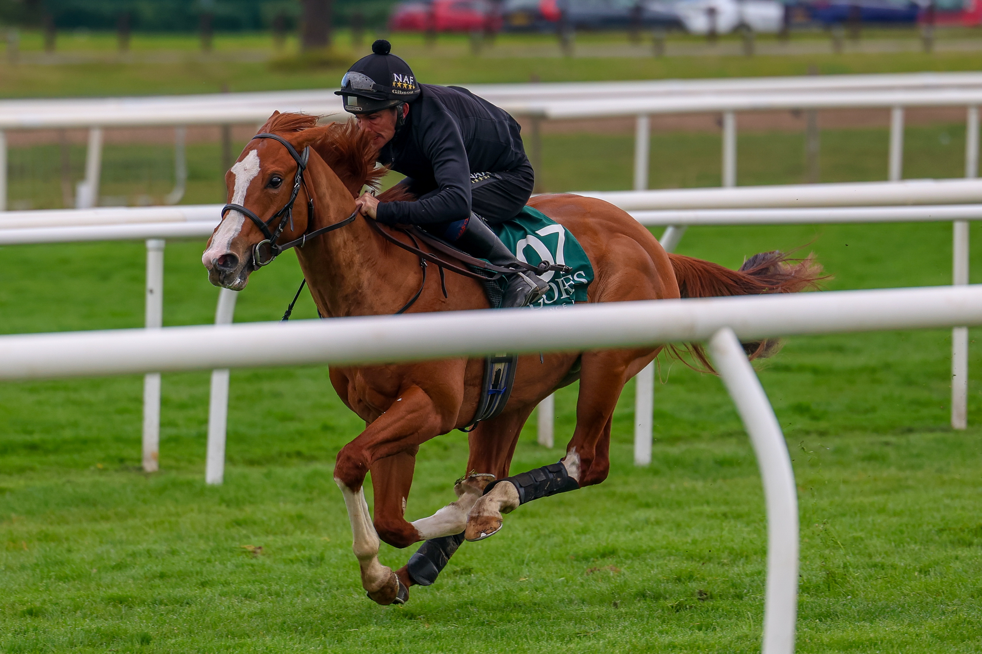 The Lost Sock & La Pulga assignments this week