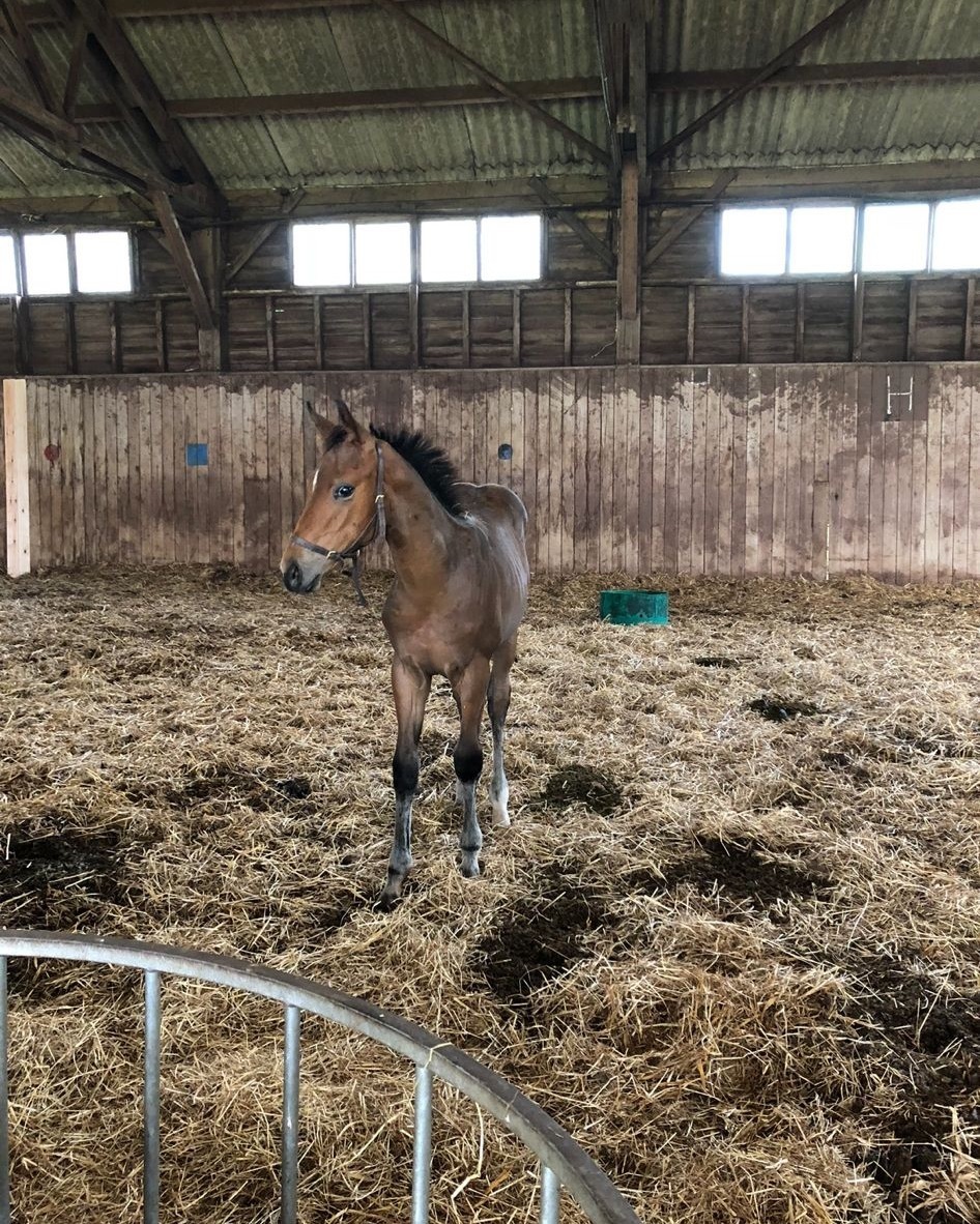 The Thoroughbred Breeding & Foaling Season