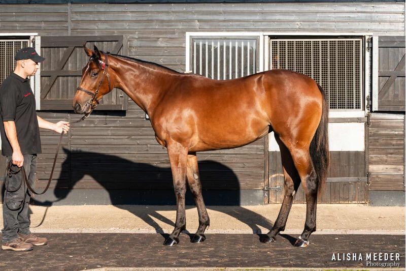 Two Exceptional Fillies Complete Our Trio of Yearlings for RaceShare Next Year