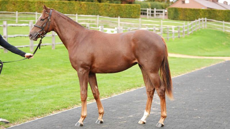 Two Exceptional Fillies Complete Our Trio of Yearlings for RaceShare Next Year