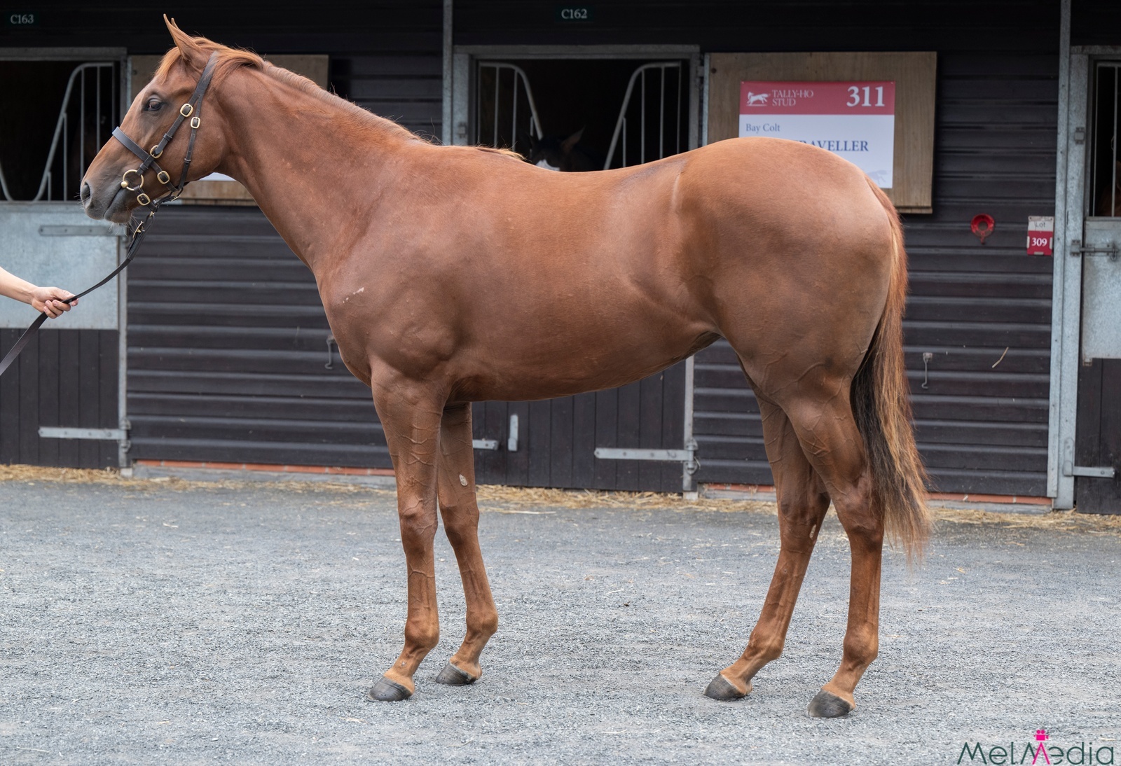 Two Exceptional Fillies Complete Our Trio of Yearlings for RaceShare Next Year