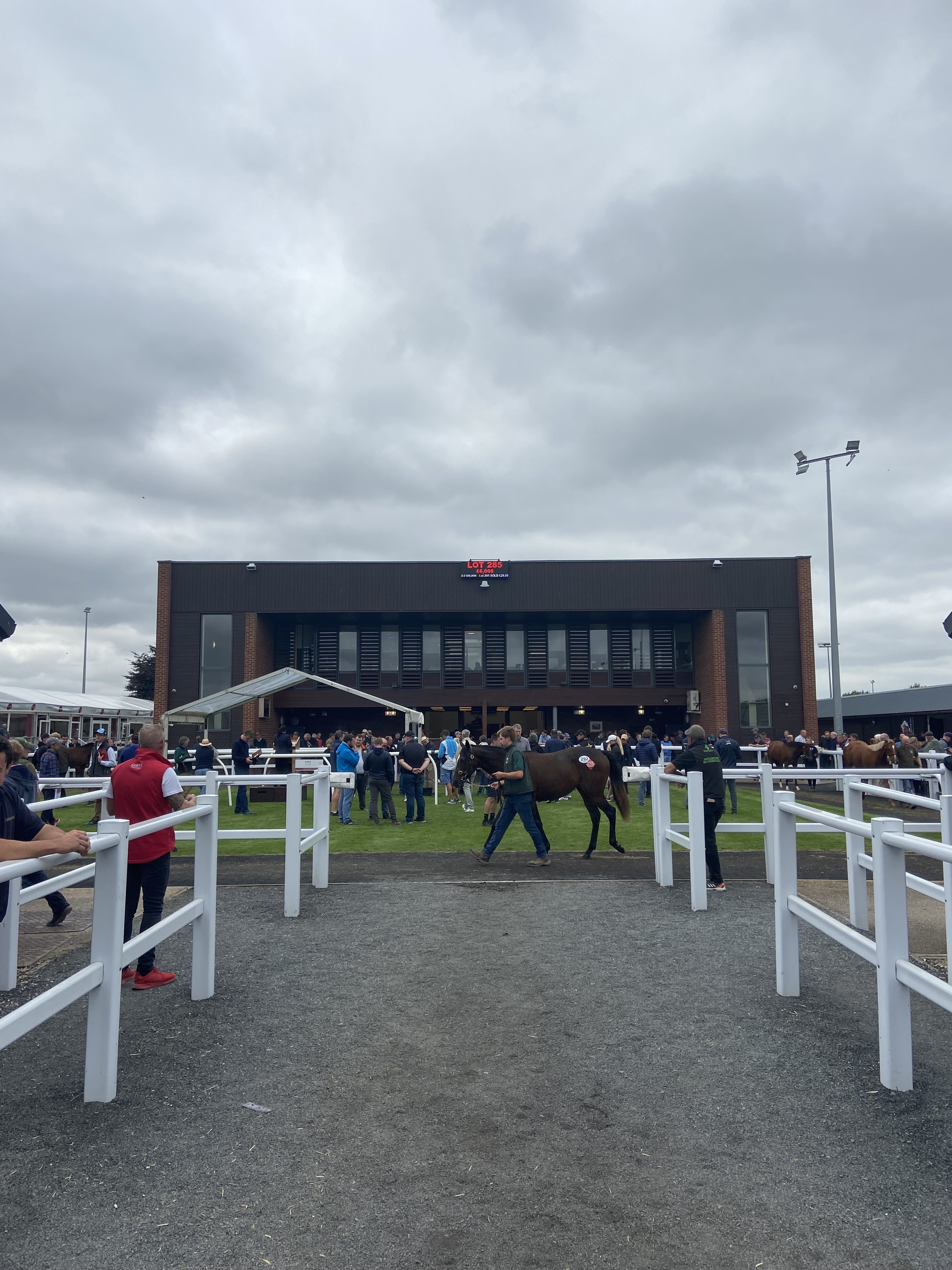 What to Look for in a Yearling: The Art and Precision of Buying at the Sales