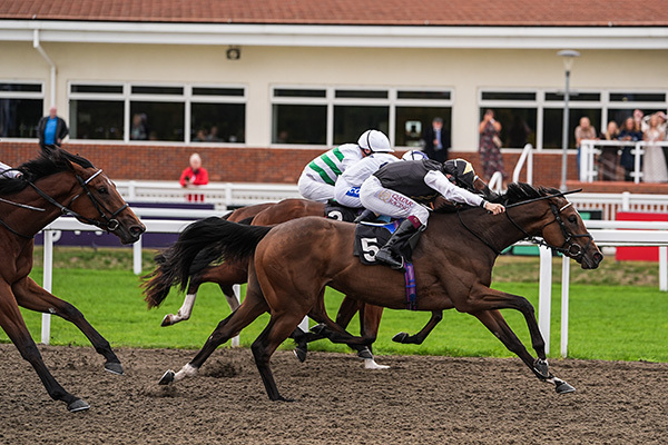 Wild Dahlia back in action at Hamilton
