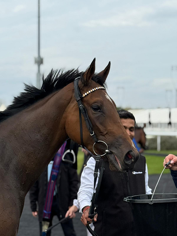 Wild Dahlia back in action at Hamilton