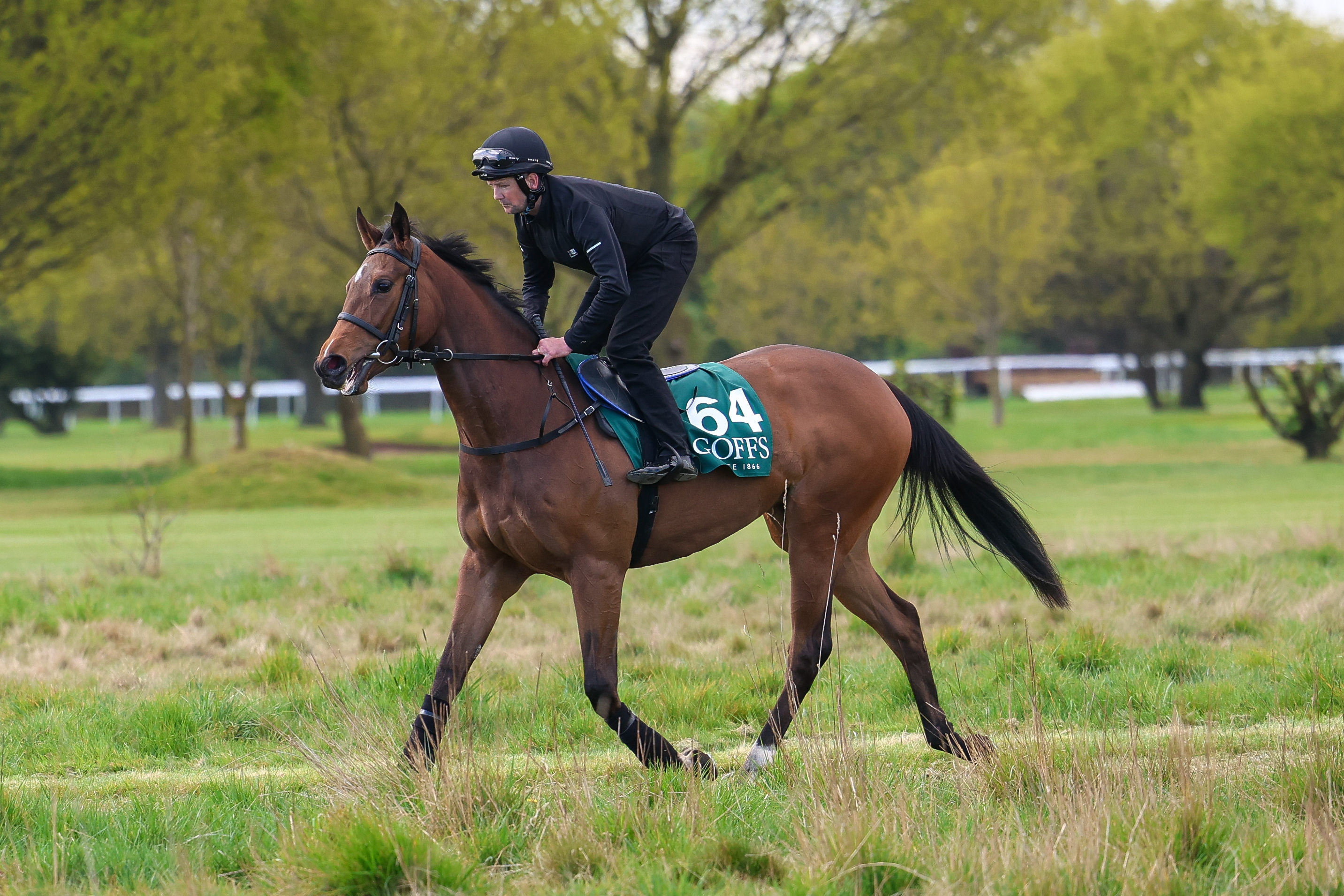 Wild Dahlia debuts at Newmarket and La Pulga chases a big prize at Hamilton this Friday