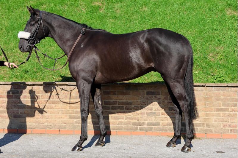 Yes I'm Mali and Red Mirage raise the curtain on the 2026 Flat season