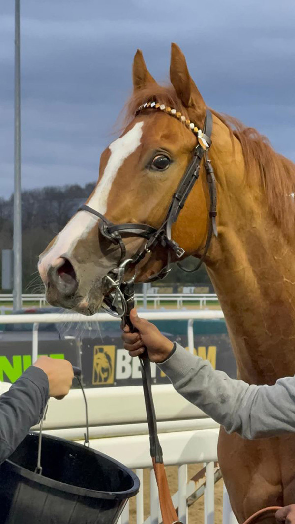 Yes I’m Mali storms home for his owners at York