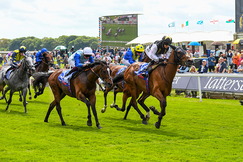 York Ebor Festival 2026: Four Days That Could Define the Flat Season