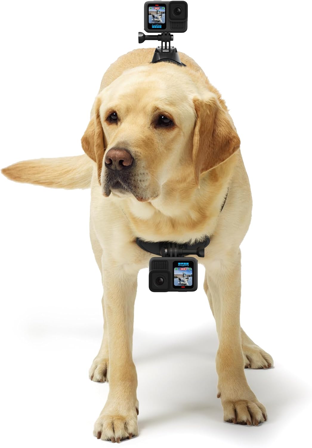 GoPro Fetch Dog Harness Mount