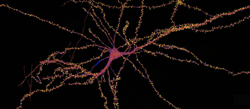 Neurons