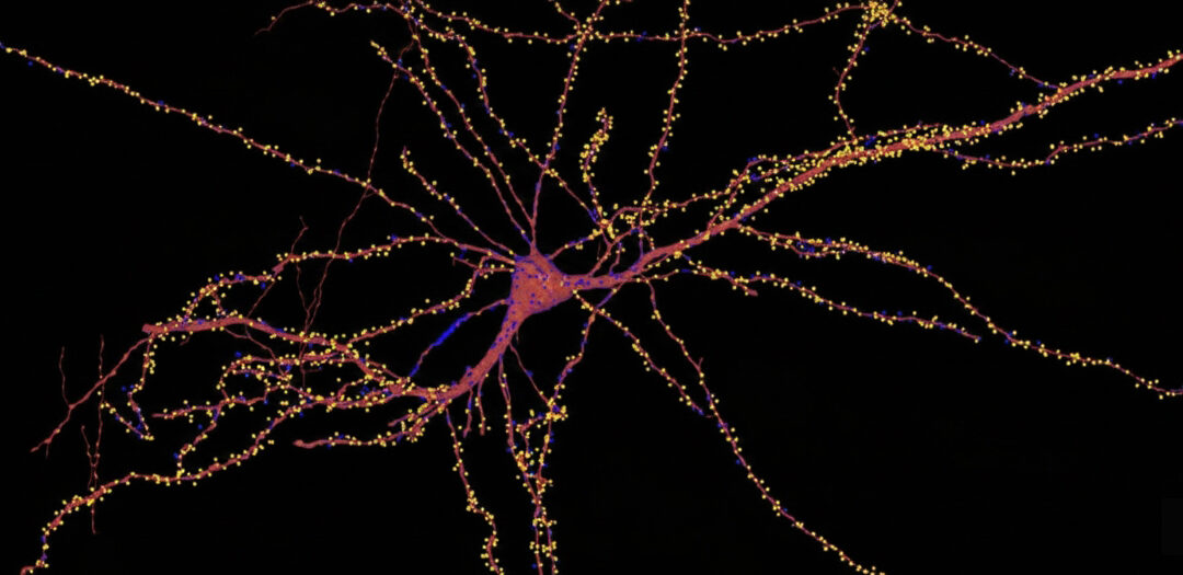 Mapping a Single Neuron