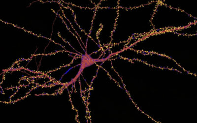 Mapping a Single Neuron