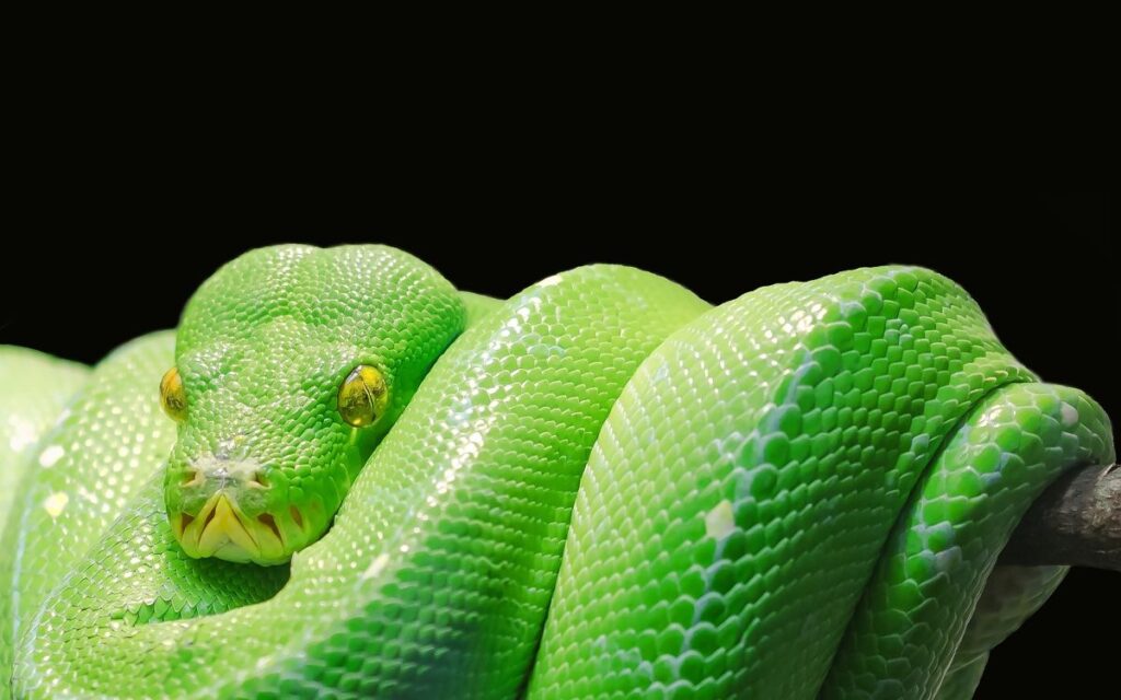 Green python curled around a branch – python blood molecule research.