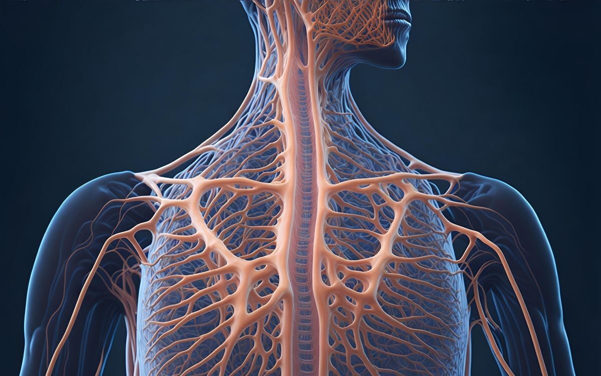 precision medicine limitations human nervous system anatomical illustration.
