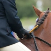 Raising Awareness of Healthy Body Condition in Show Horses