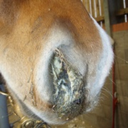Equine Influenza Confirmed in Two Separate Cases in UK
