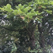 'Perfect storm' has heightened Atypical Myopathy risk warns BEVA