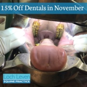 November Dental Offer