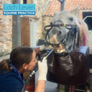 A Day in the Life of An Equine Vet - With Jane Haden MRCVS