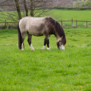 Can you spot an overweight horse?