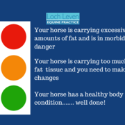 BEVA launches colour-code scheme to tackle equine obesity