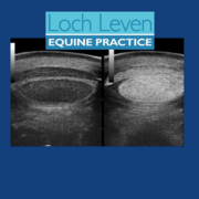 Equine Vets from all over Scotland Enjoy an Afternoon's CPD on Practical Ultrasonography