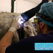 Does Your Horse Have Sarcoids or Melanomas?