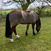 BEVA addresses difficult conversations about equine obesity