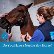 Training the Needle Shy Horse Workshop