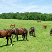 Worming: Know which parasite you are treating and why