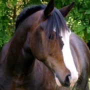 Is your horse a senior super-model?