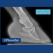 Weight Gain More Than Doubles the Risk of Your Horse Developing Laminitis