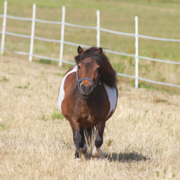 Teamwork, communication and trust are key to tackling equine obesity