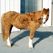 Vet Receives Award for Novel Equine PPID Treatment