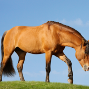 More evidence from BEVA shows traditional frequent worming is unnecessary