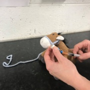 Lochberry Gets Vaccinated