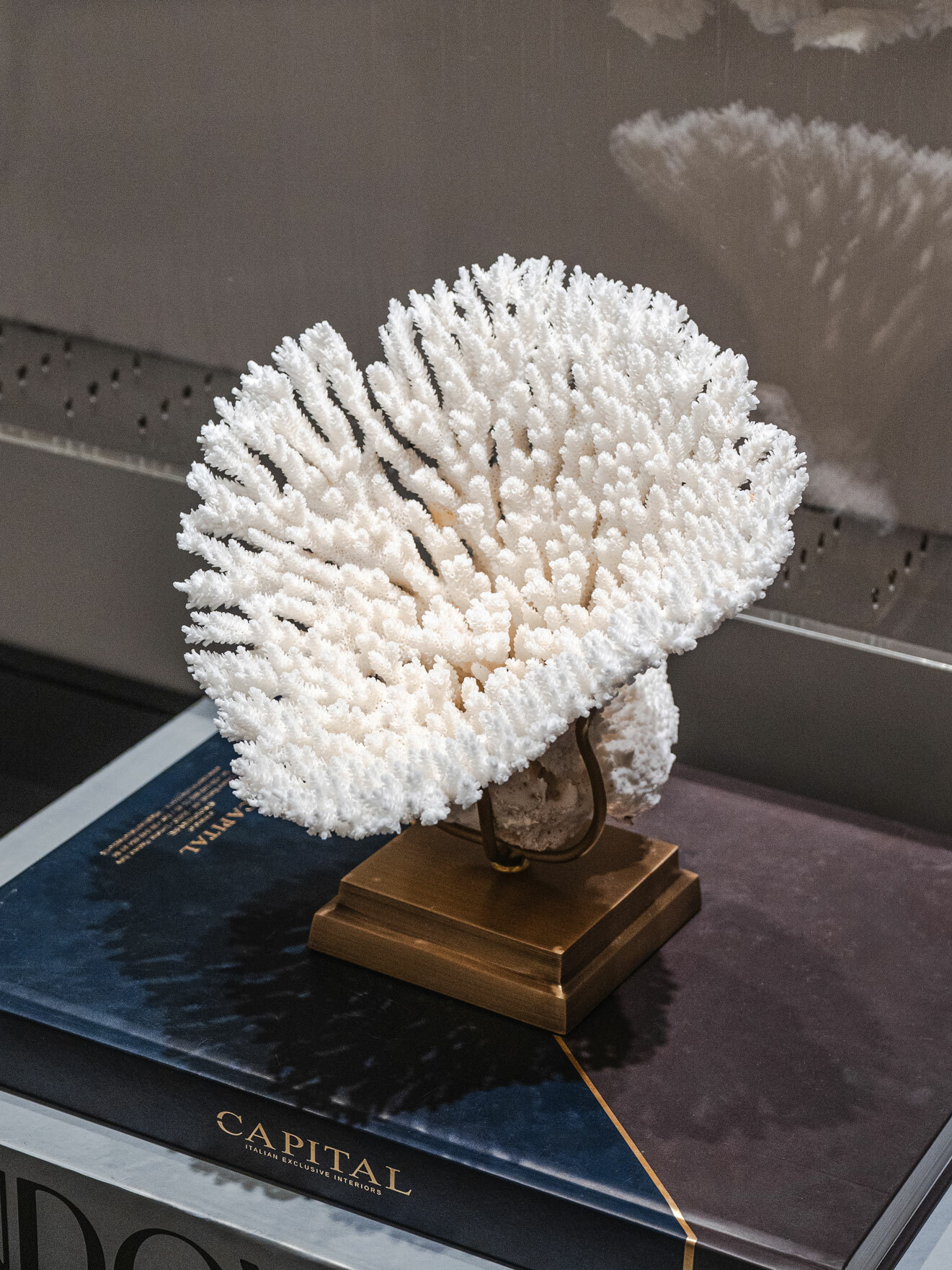 FOS402 STD0001 Coral Acropora Hyancintus