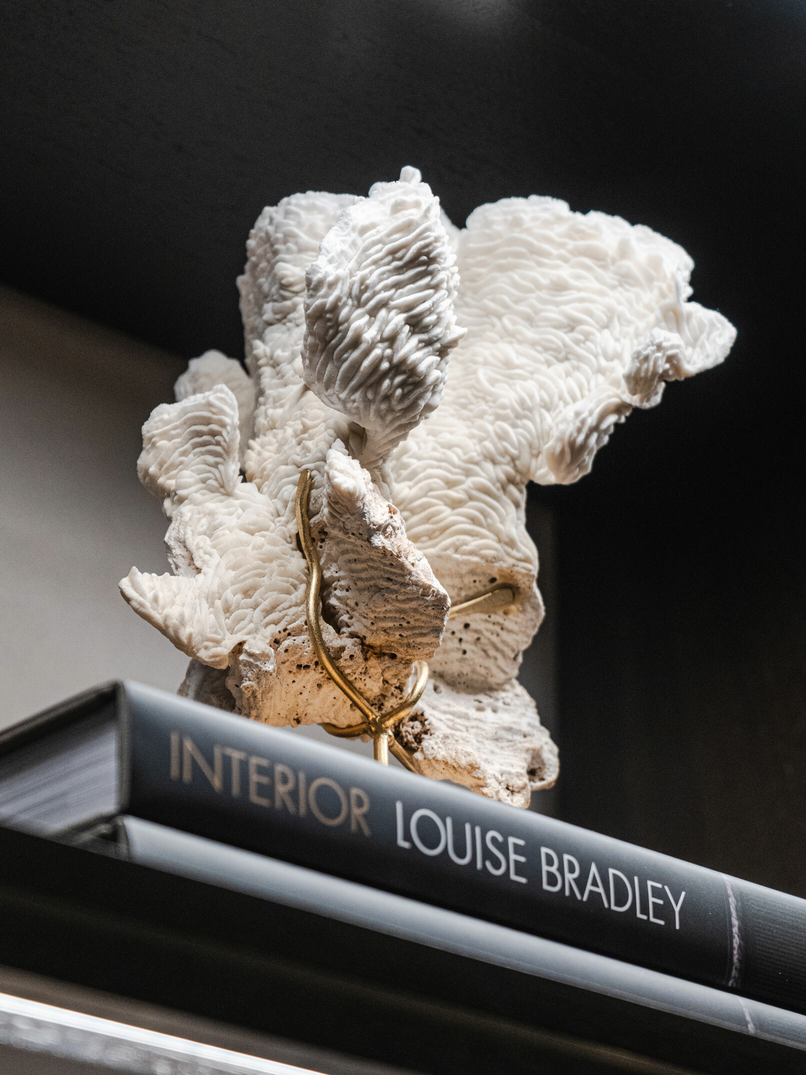 FOS402 STD0004 Coral Pachyseris Rugosa 2