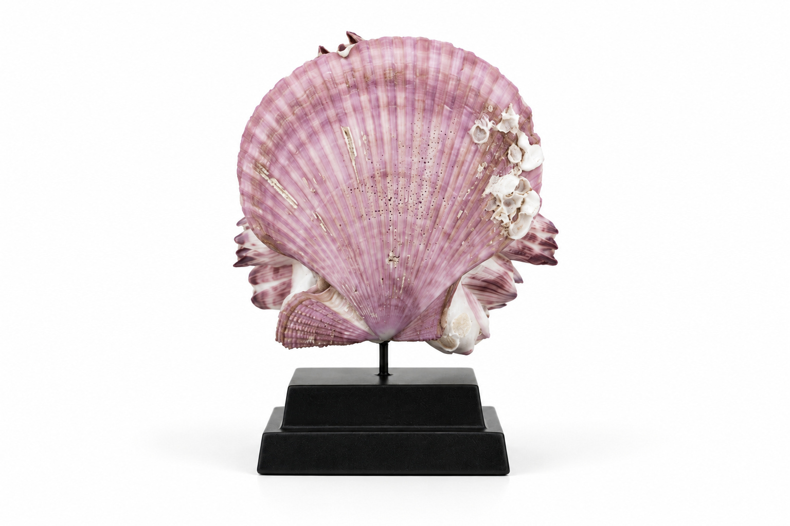 FOS Sea Shell Pink 2