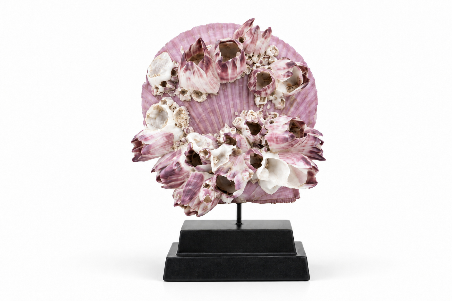 FOS Sea Shell Pink